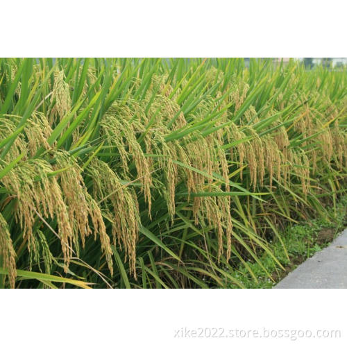 High Quality All Natural paddy Rice Seeds